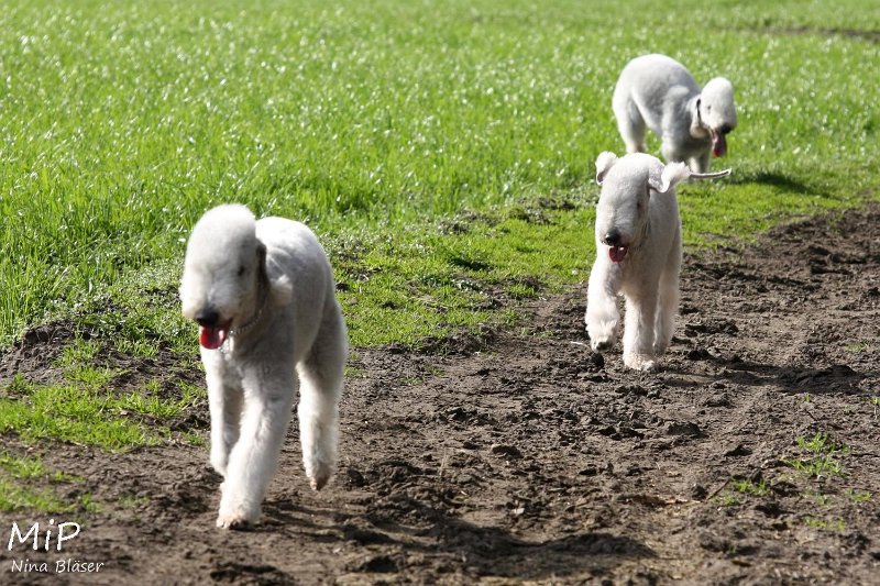 2011-04-02 Aveline Alanna Svet (22).jpg - Arc-en-ciel Alanna, Arc-en-cie Aveline & Airis Blue Volshebny Svet